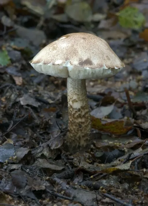 Framed Print : Fungi Brown Birch Bolete October Knapp Wood Nature Reserve E. Sussex, UK Framed Print : Fungi Brown Birch Bolete October Knapp Wood Nature Reserve E. Sussex, UK
