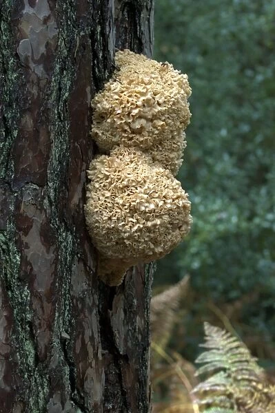Fungi Cauliflower  /  Brain Fungus October Knapp Wood Nature Reserve E. Sussex, UK