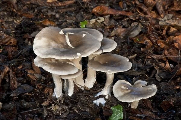 Fungi - The Charcoal Burner - Nap Wood Nature Reserve, East Sussex. November. Habitat - under broad-leaf trees. Edible