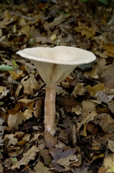Framed Print : Fungi - Clitocybe geotropa - Habitat in open deciduous or mixed woodland or grassy clearings. Groombridge Woods, Kent, UK. October Framed Print : Fungi - Clitocybe geotropa - Habitat in open deciduous or mixed woodland or grassy clearings. Groombridge Woods, Kent, UK. October