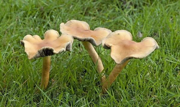 Fungi - Clitocybe subalutacea - Broadview Gardens, Hadlow College, Kent. October. Habitat - favours grassy areas near broad-leaf trees. Not edible