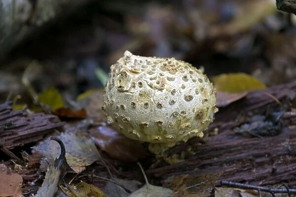 Fungi Common Earth Ball October Knapp Wood Nature Reserve E. Sussex, UK