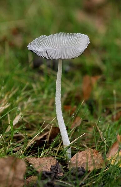 Fungi - Coprinus lagopus - Habitat - solitaty or scattered amongst leaf litter or occasionally in field margins. East Sussex woods, UK - October