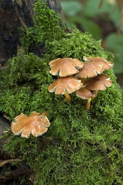 Fungi Cortinarius (Telamonia) bulbosus October Knapp Wood Nature Reserve E. Sussex, UK