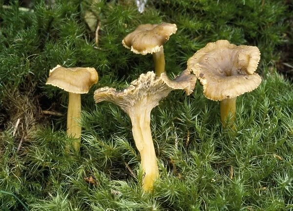 Fungi - edible. AL-2214. Fungi - edible. Cantharellus tubaeformis