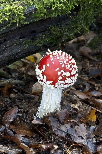 Fungi - Emerging Fly Agaric - Recognisable feature is the covering of the cap with white pyramidal warts. Habitat with birch trees. Common. Poisonous. Nap Wood Nature Reserve, East Sussex. October