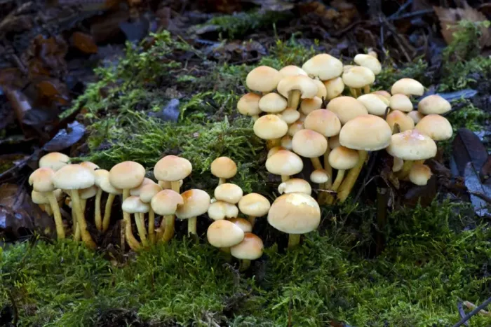 Framed Print : Fungi - Emerging Sulphur Tufts - Nap Wood Nature Reserve - East Sussex - October - Habitat in dense clusters on stumps of deciduous and coniferous trees- Not edible Framed Print : Fungi - Emerging Sulphur Tufts - Nap Wood Nature Reserve - East Sussex - October - Habitat in dense clusters on stumps of deciduous and coniferous trees- Not edible