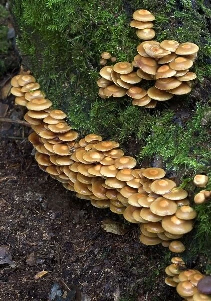 Fungi Galerina mutabilis on stump in deciduous woods October Knapp Wood Nature Reserve E. Sussex, UK