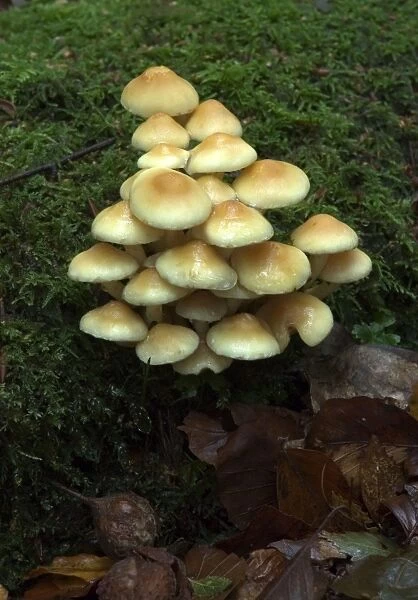 Fungi Group of Sulphur Tuft on mossy stump October Knapp Wood Nature Reserve E. Sussex, UK