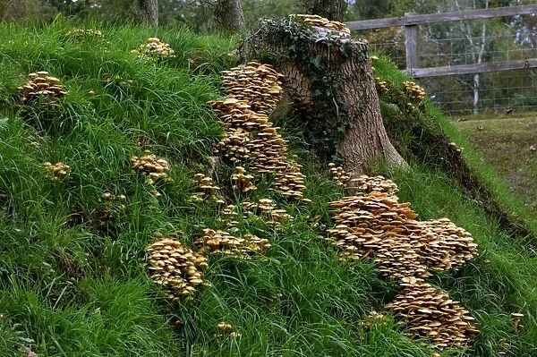 Fungi - Honey or Boot-lace Fungus - Habitat - dense clusters around trunks or stumps of deciduous and coniferous trees. This is a dangerous parasite and causes ultimate death of many trees. Kent, UK - October
