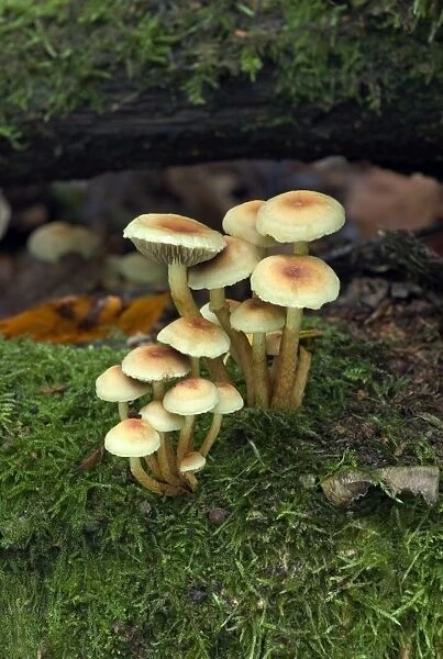 Fungi Hygrophorus leucophaeus October Knapp Wood Nature Reserve E. Sussex, UK