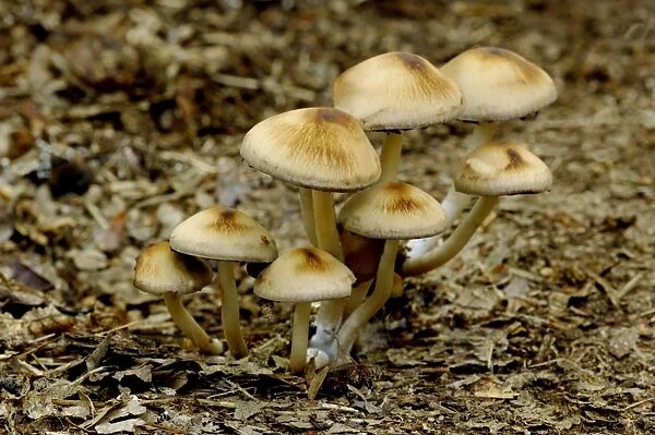 Fungi - Inocybe umbrina - In woodland