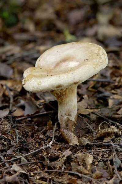 Fungi - Lactarius controversus - Habitat - near poplar or Salix repens. Kent nature park, UK - October Edibility - poor