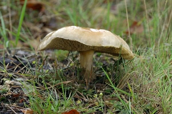 Fungi - Larch Bolete - Habitat with larch. Bedgebury. The National Pinetum, Kent, UK. October. Edible
