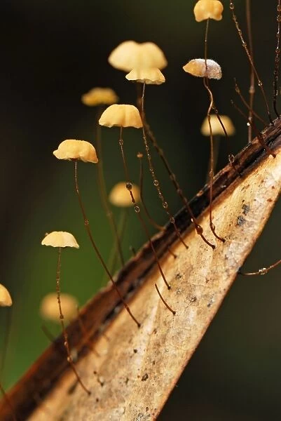 Fungi on a leaf - Danum Valley Conservation Area - Sabah - Borneo - Malaysia