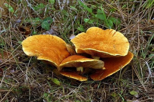 Fungi - A medium sized fleshy agaric, found solitary or in small groups, on soil in coniferous woods. Season - summer to late autumn. Edible, but taste not distinctive
