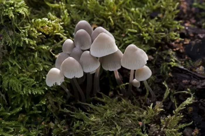 Framed Print : Fungi - Mycena alcalina - Habitat on mossy stumps, usually of conifer. Common and edible but not worthwhile. Nap Wood Nature Reserve, East Sussex. October. UK Framed Print : Fungi - Mycena alcalina - Habitat on mossy stumps, usually of conifer. Common and edible but not worthwhile. Nap Wood Nature Reserve, East Sussex. October. UK