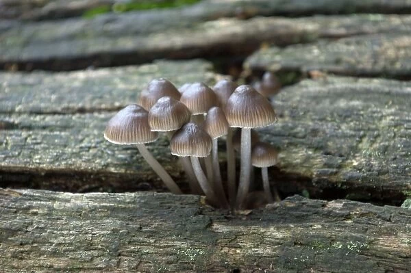 Fungi Mycena inclinata on oak trunk October Knapp Wood Nature Reserve E. Sussex, UK