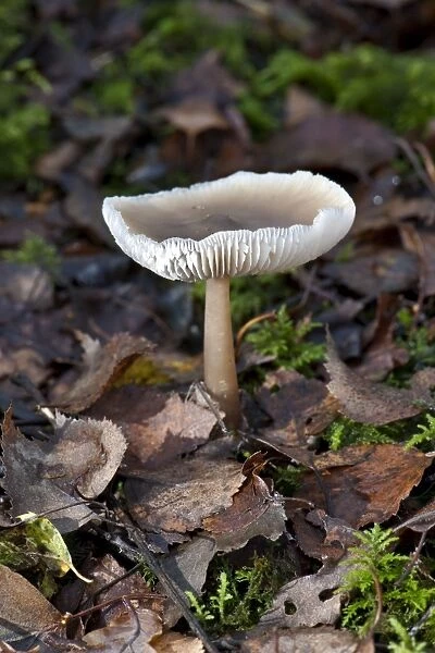 Fungi - Nap Wood Nature Reserve, East Sussex. October. Habitat under conifers - sometimes in sphagnum - Not edible