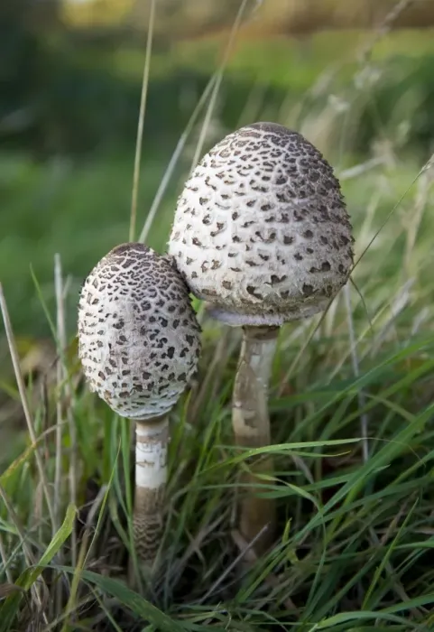 Framed Print : Fungi - Parasols on Penshurst Estate. Habitat - in open woods and pastures. Uncommon and excellent to eat. At this stage of development the cap is spherical or egg-shaped, soon flattened and covered in dark shaggy scales. October. UK Framed Print : Fungi - Parasols on Penshurst Estate. Habitat - in open woods and pastures. Uncommon and excellent to eat. At this stage of development the cap is spherical or egg-shaped, soon flattened and covered in dark shaggy scales. October. UK