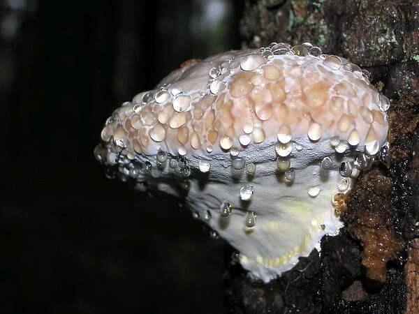 Fungi - Polypore sp. Ligatne forest, Latvia