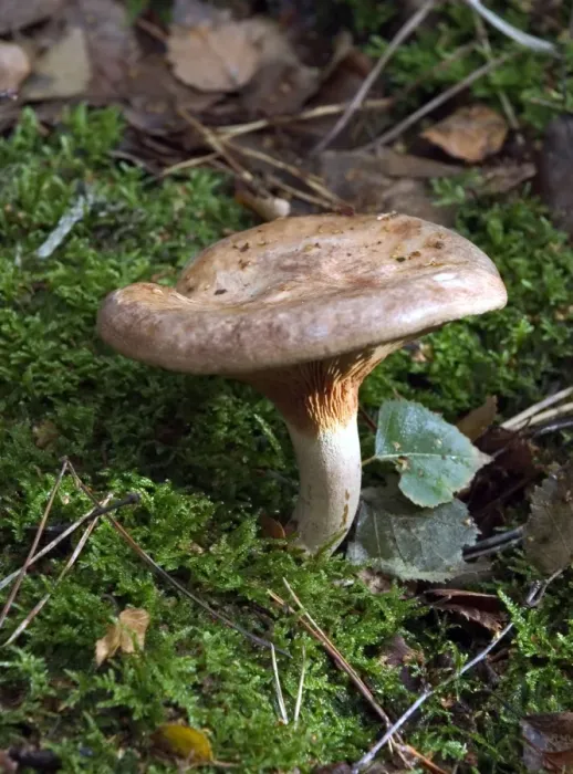 Framed Print : Fungi Roll Rim In broad-leaf woods, favouring birch October Knapp Wood Nature Reserve E. Sussex, UK