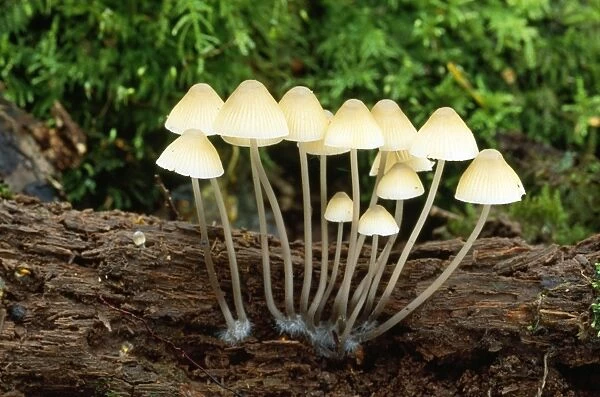 Fungi - on rotting oak