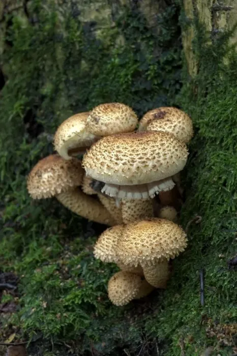 Framed Print : Fungi Shaggy pholiota October Knapp Wood Nature Reserve E. Sussex, UK Framed Print : Fungi Shaggy pholiota October Knapp Wood Nature Reserve E. Sussex, UK