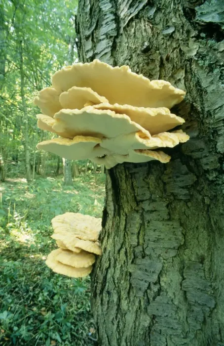 Framed Print : Fungi Sulphur Polypore / Chicken of the Woods UK Framed Print : Fungi Sulphur Polypore / Chicken of the Woods UK