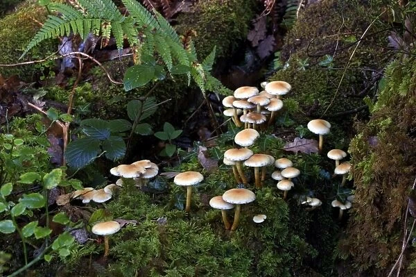 Fungi Sulphur Tuft & its natural habitat October Knapp Wood Nature Reserve E. Sussex, UK