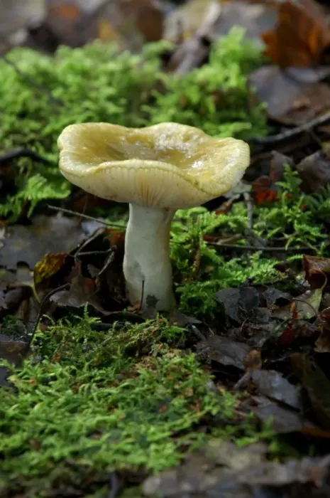 Framed Print : Fungi - Tricholoma sejunctum - Habitat - found in both deciduous and coniferous woods, particularly under oak and sweet chestnut. Kent Nature Park, UK. October. Possibly poisonous Framed Print : Fungi - Tricholoma sejunctum - Habitat - found in both deciduous and coniferous woods, particularly under oak and sweet chestnut. Kent Nature Park, UK. October. Possibly poisonous