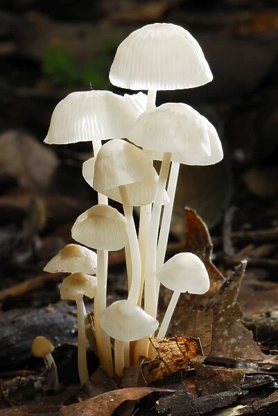 Fungus - Allpahuayo Mishana National Reserve - Iquitos - Peru