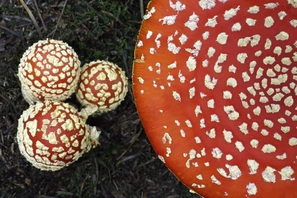 Fungus, Fly Agaric - detailed study of 4 caps, Lower Saxony, Germany