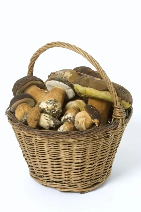 Framed Print : Fungus - freshly picked in basket. Cepes de Bordeaux and tete de negre Framed Print : Fungus - freshly picked in basket. Cepes de Bordeaux and tete de negre