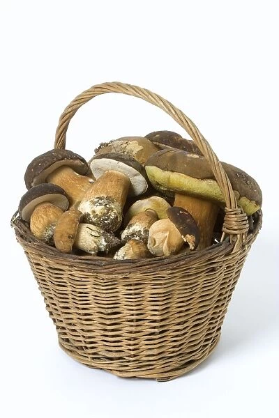 Fungus - freshly picked in basket. Cepes de Bordeaux and tete de negre
