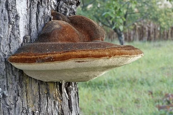 Fungus - Mushroom on tree