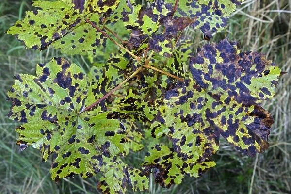 Fungus, Tar Spot (Rhytisma acerinum) - growing on Sycamore leaves, Hessen, Germany