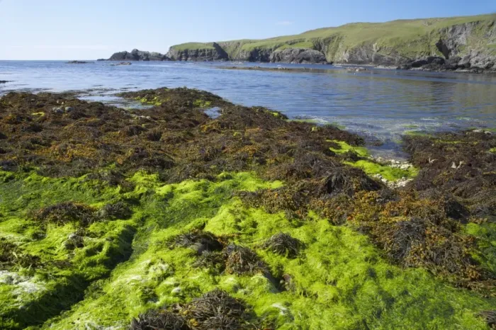 Framed Print : Funzie Bay - seaweed at low tide Fetlar, Shetland, UK LA003152 Framed Print : Funzie Bay - seaweed at low tide Fetlar, Shetland, UK LA003152
