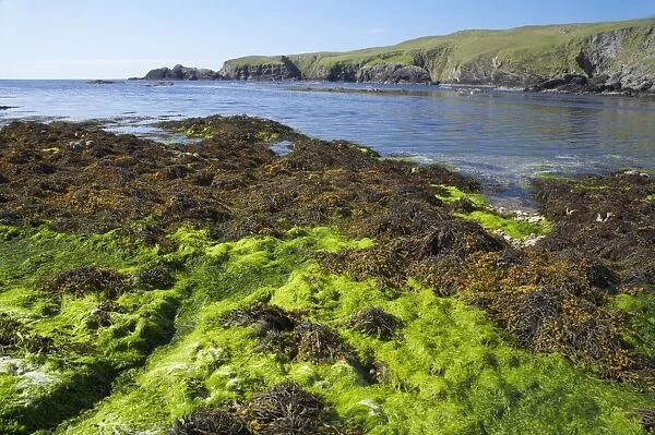 Funzie Bay - seaweed at low tide Fetlar, Shetland, UK LA003152