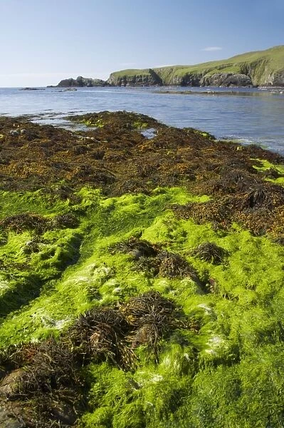 Funzie Bay - seaweed at low tide Fetlar, Shetland, UK LA003154