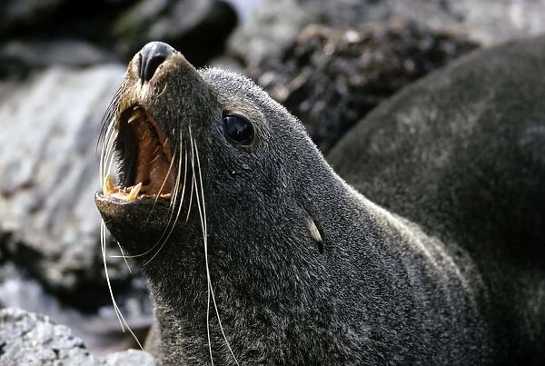 Fur Seal - adult - South Georgia