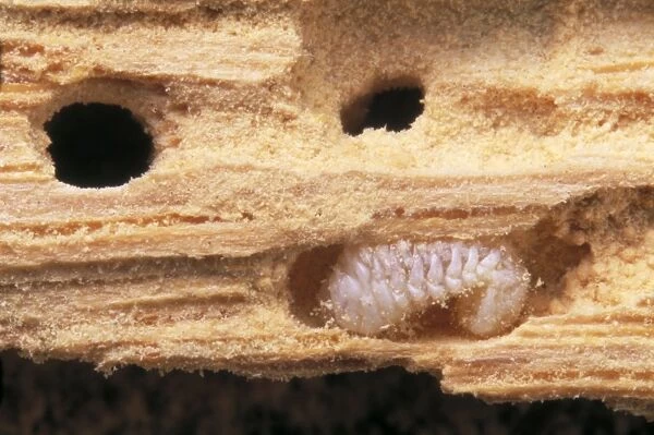 Furniture Beetle  /  Woodworm - Larva in damaged wood