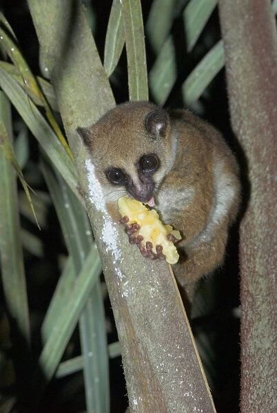 Furry-eared Dwarf Lemur. Attracted to bait, banana Madagascar