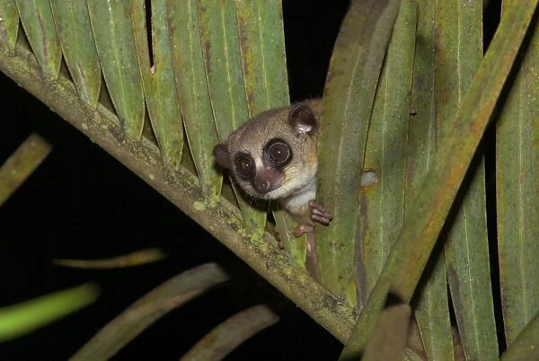 Furry-eared Dwarf Lemur - Looking through leaves Madagascar
