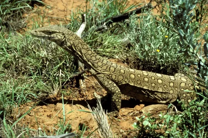 Framed Print : FWO00017. AUS-785. Perentie / Goanna. Northern Territory, Australia Framed Print : FWO00017. AUS-785. Perentie / Goanna. Northern Territory, Australia