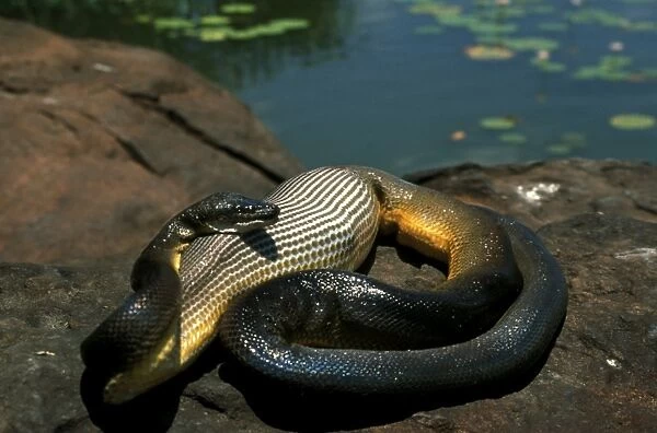 FWO00170. AUS-790. Water python (Antaresia fuscus) that has swallowed a duck