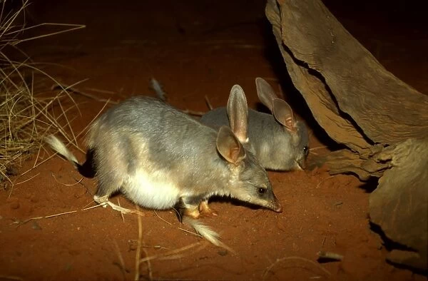 FWO00214. AUS-792. Greater bilby (Macrotis lagotis) pregnant with young alongside