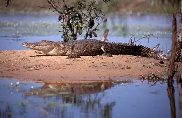 FWO00237. AUS-798. Estuarine  /  Saltwater  /  Indo-Pacific Crocodile - on bank.
