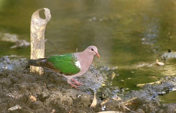 FWO00246. AUS-800. Emerald dove (Green-winged pigeon)