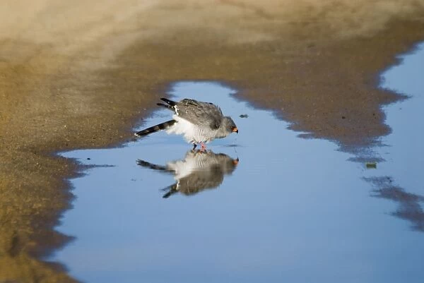 Gabar Goshawk - Drinking from rain puddle in road. Occurs throughout sub-Saharan Africa in thornbush, woodland and sub-desert scrub. Kgalagadi Transfrontier Park, Northern Cape, South Africa